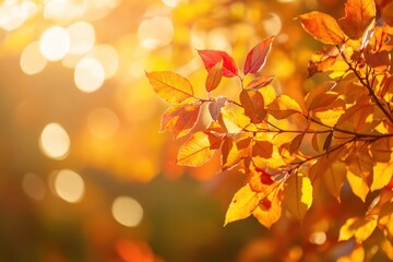 Closeup of vibrant autumn leaves with a blurred background of sunlight.