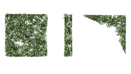 Ivy vines on wall isolated on transparent background. Modern illustration plant with green leaves,...