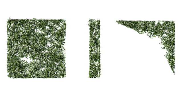 Ivy vines on wall isolated on transparent background. Modern illustration plant with green leaves, home interior, garden landscaping or floral design element.