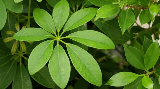 Schefflera arboricola green plant in nature
