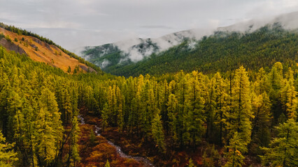 yellowed forest in the Altai mountains