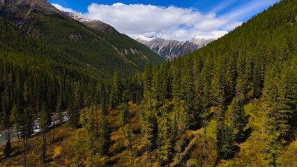 yellowed forest in the Altai mountains