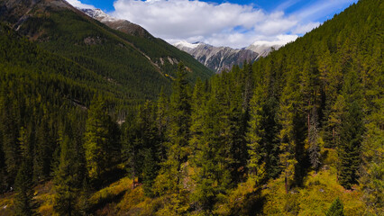 yellowed forest in the Altai mountains