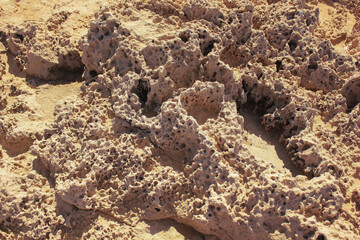 Close up view of coral. Coral formation background.