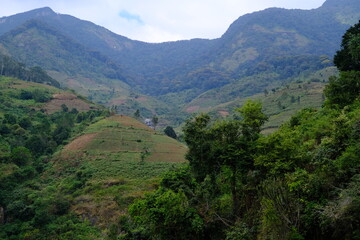 Fototapeta premium Scenic View of Green Fields and a Tree with Majestic Mountains on the Horizo