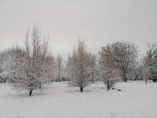 Trees covered snow in winter park