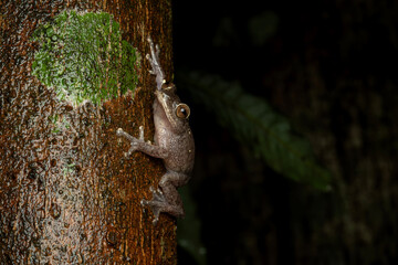 Ponmudi Bush frog (Raorchestes ponmudi) is a species of frog endemic to the Western Ghats, India.