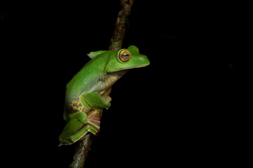 The Malabar gliding frog or Malabar flying frog is a rhacophorid tree frog species found in the Western Ghats of India.