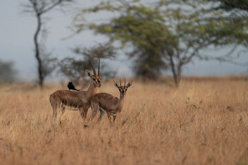 The chinkara or Indian gazelle pair in grassland of Bhigwan, India 