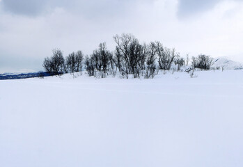 Landscape scene of Trees on the slope, ilex conifer foliage under the white snow covered land, landscape snowscape, merry Christmas, season greetings