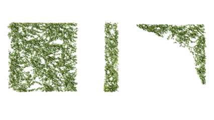 Ivy vines on wall isolated on transparent background. Modern illustration plant with green leaves, home interior, garden landscaping or floral design element.