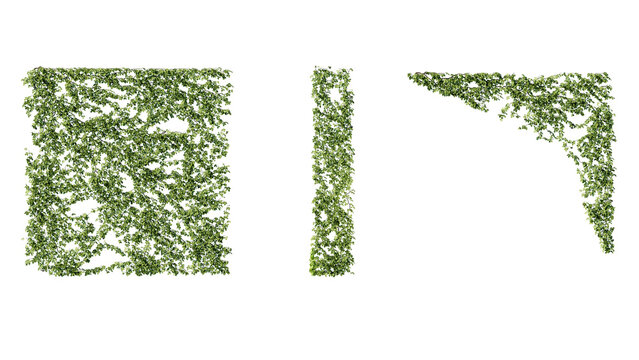 Ivy vines on wall isolated on transparent background. Modern illustration plant with green leaves, home interior, garden landscaping or floral design element.