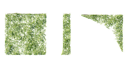 Ivy vines on wall isolated on transparent background. Modern illustration plant with green leaves,...