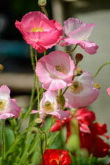 Fototapeta premium opium poppies