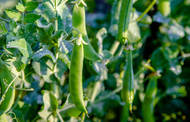 Green peas ripen in the garden
