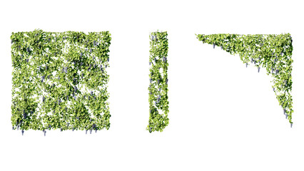 Ivy vines on wall isolated on transparent background. Modern illustration plant with green leaves, home interior, garden landscaping or floral design element. © Nawaphon