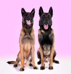 malinois in studio
