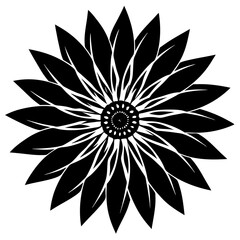 black and white gazania flower