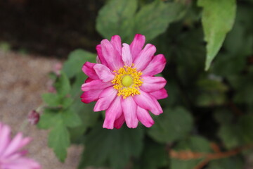 シュウメイギクの花のアップ