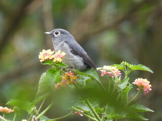 bird on a flower