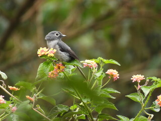gnatcatcher 