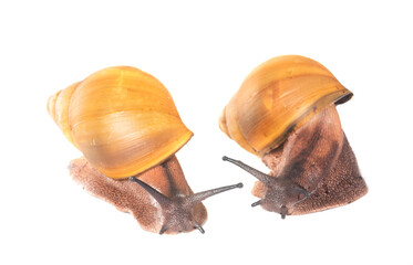 archachatina marginata ovum albina shell