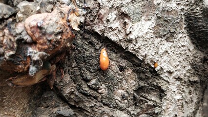 a drop of dried orange mango sap
