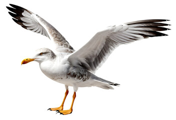 Fototapeta premium Seagull with Spread Wings in Flight and a yellow beak.