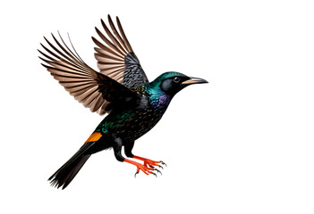 Hawaiian Oo Bird in Flight Against Black background. Its orangetipped legs and wings spread wide add to the dynamic composition."