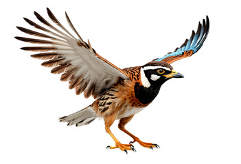 Obraz premium Bird in Flight Wings Spread Wide A brown and black bird with blue wing tips. The background is transparent PNG.