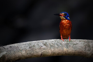 Blue eared Kingfisher with prey on the branch