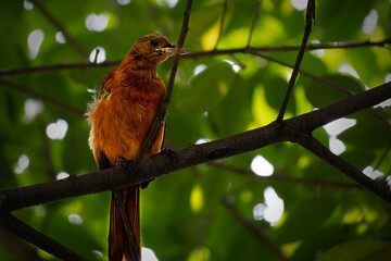 Southern Variable Pitohui perching on tree