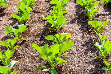 Rows of cabbage plants on a small farm.