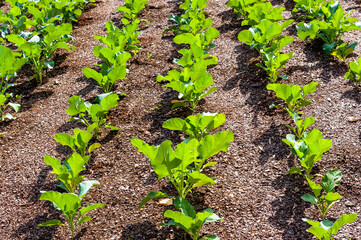 Rows of cabbage plants on a small farm.