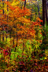 Obraz premium Forest scene with in the autumn.