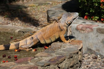 Large iguana resting in the tropical sun