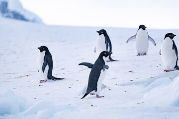 Group of Adelie Penguin on the snow. Antarctica, Southern Pole