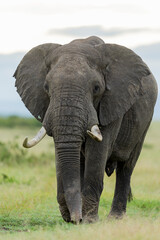 Obraz premium ELEPHANT