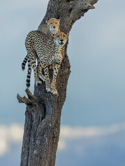 Obraz premium Cheetah on the tree 