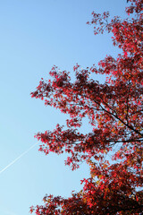 Low angle view of autumn trees against sky