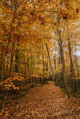 Obraz premium Beautiful leafy trail through the woods on an autumn day.