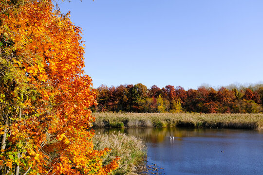 Family of Swans In Pond At Ridgewood Queens Reservoir In Fall