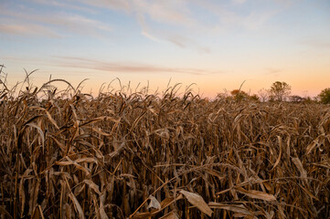 Colorful Sunset Illuminates Fall Farm Field in Tranquil Beauty