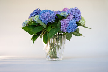 Multi-colored hydrangea flowers in crystal vase on white backdro