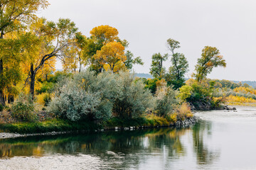 Yellowstone River Scene With Beautiful Fall Foliage