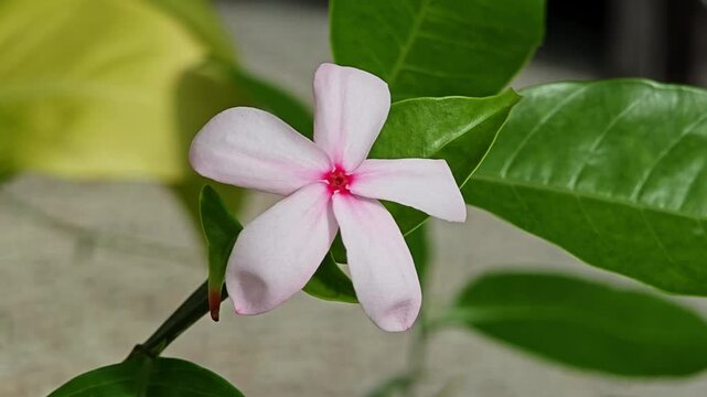 Kopsia rosea, white - pink flower in garden