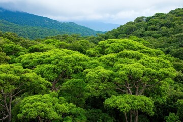Temperate forest biome with lush greenery, diverse wildlife, and vibrant seasonal changes throughout the year.