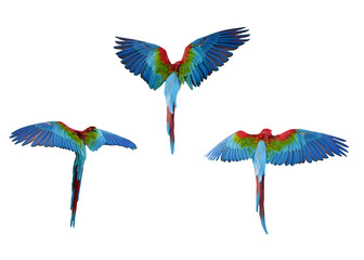 greenwing red and yellow macaw  isolated on white background. This has clipping path.