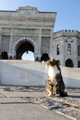 Cute cat sitting in front of the Istanbul University gate entrance Turkey