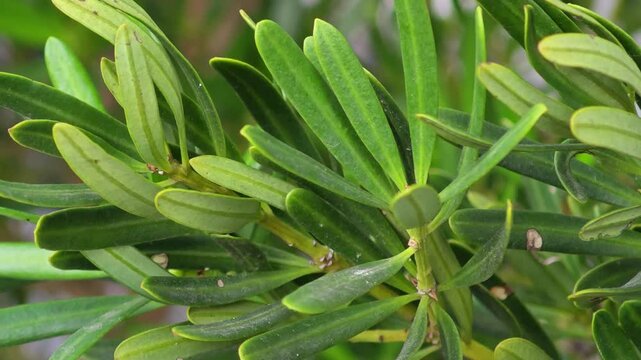 Podocarpus polystachyus, Imperial pine or paddle pine.